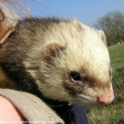 Photo de Furet