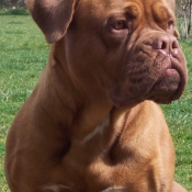 Photo de Dogue de bordeaux