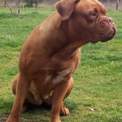 Photo de Dogue de bordeaux