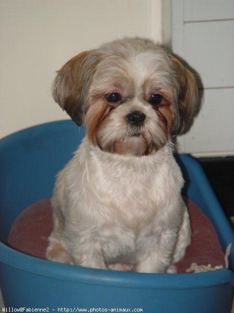 Photo de Shih tzu