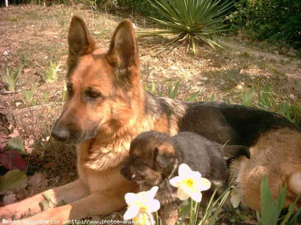 Photo de Berger allemand  poil court