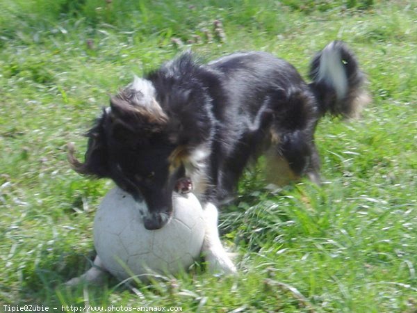 Photo de Border collie