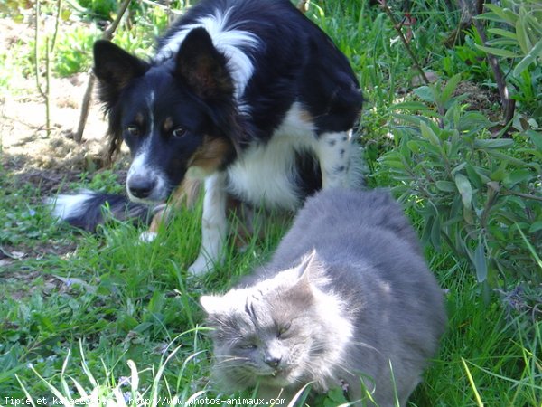 Photo de Races diffrentes