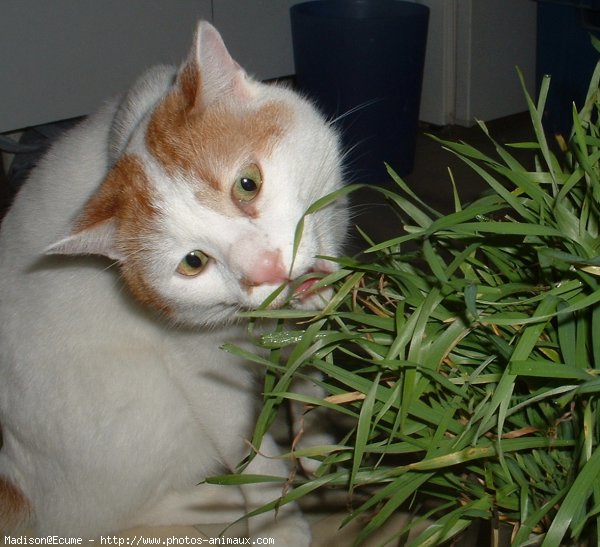 Photo de Chat domestique