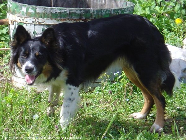 Photo de Border collie