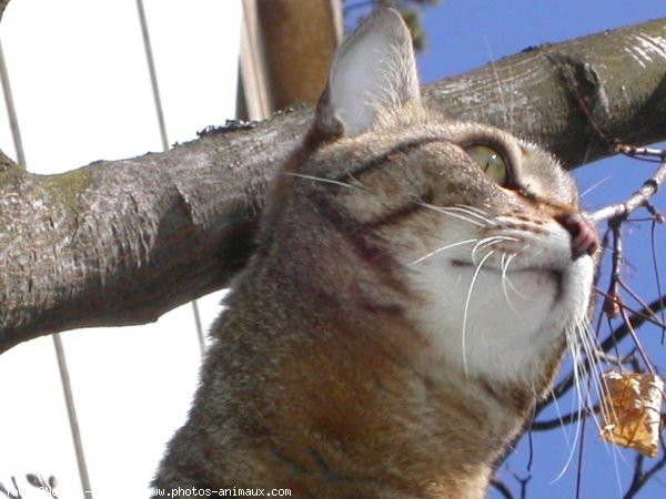 Photo de Chat domestique