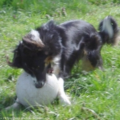 Photo de Border collie