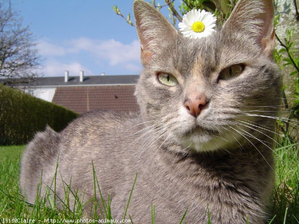 Photo de Chat domestique