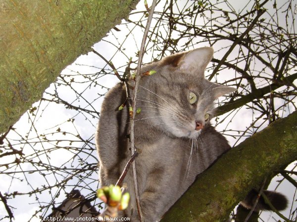 Photo de Chat domestique