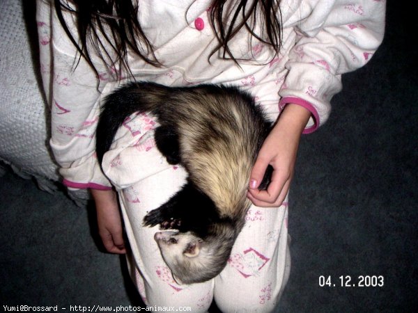 Photo de Furet