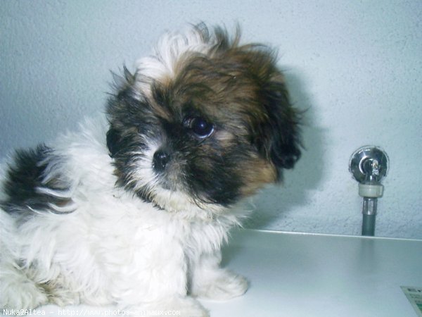 Photo de Shih tzu