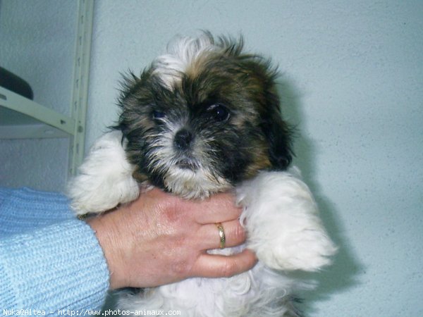 Photo de Shih tzu