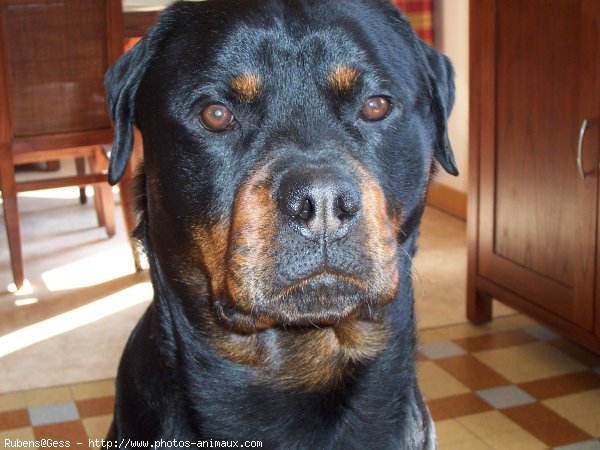 Photo de Rottweiler