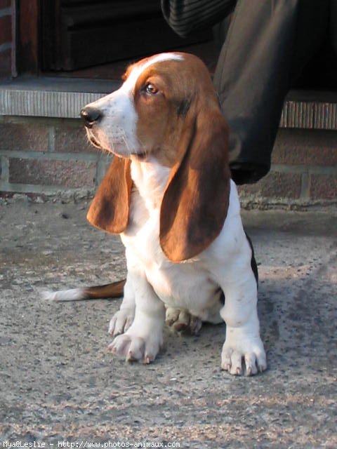 Photo de Basset hound