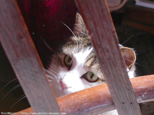 Photo de Chat domestique