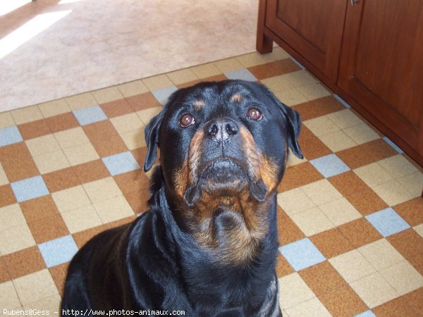 Photo de Rottweiler