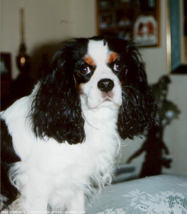 Photo de Cavalier king charles spaniel