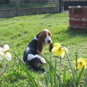 Photo de Basset hound