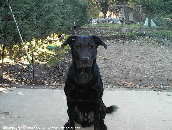 Photo de Labrador retriever