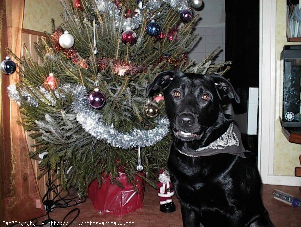 Photo de Labrador retriever