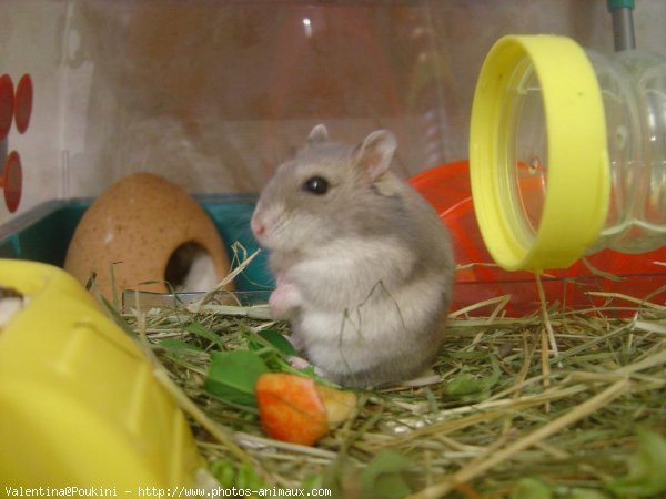 Photo de Hamster