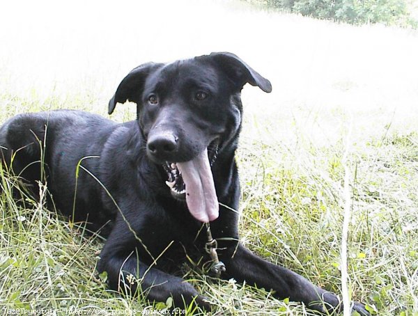 Photo de Labrador retriever