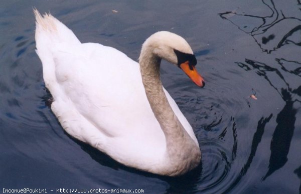 Photo de Cygne