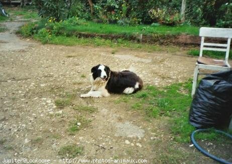 Photo de Border collie