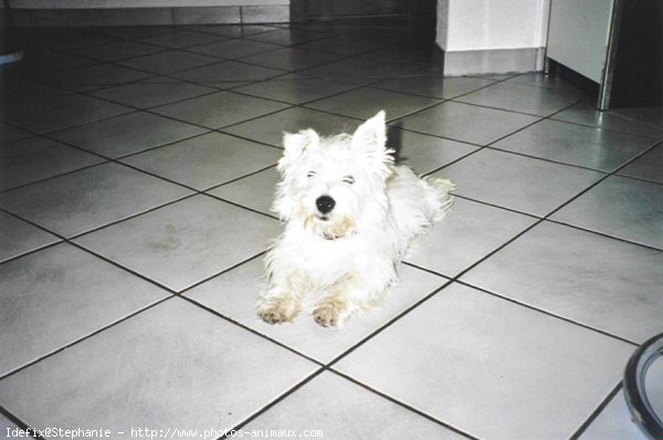 Photo de West highland white terrier