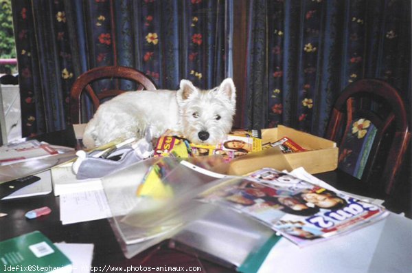 Photo de West highland white terrier