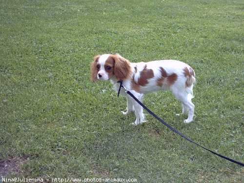 Photo de Cavalier king charles spaniel