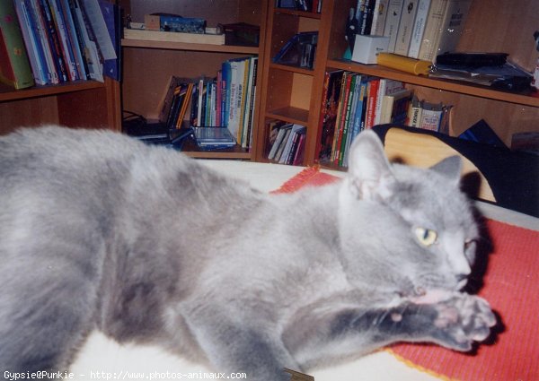 Photo de Chartreux