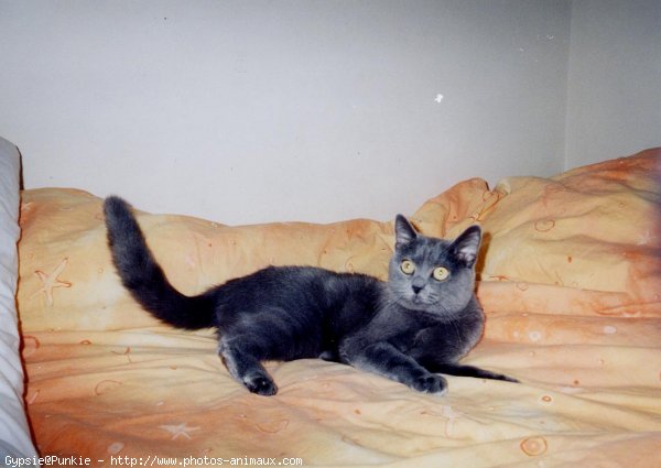 Photo de Chartreux