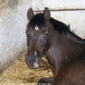 Photo de Poney franais de selle