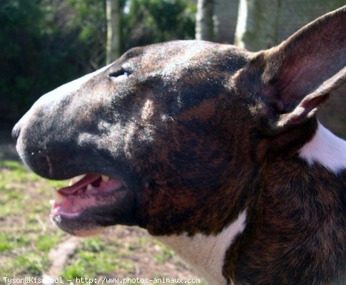 Photo de Bull terrier miniature