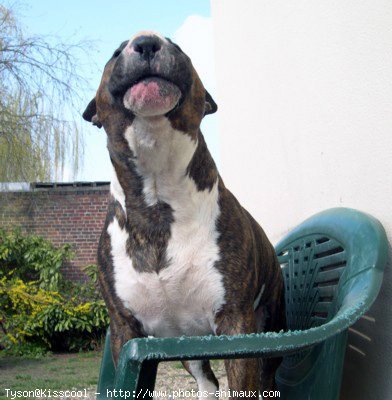 Photo de Bull terrier miniature