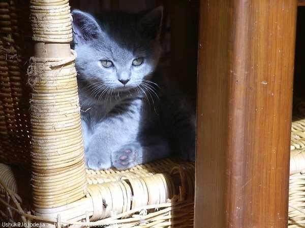 Photo de Chartreux