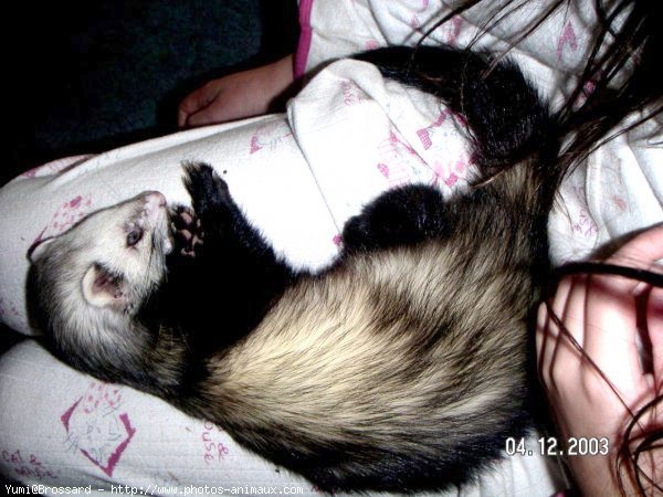 Photo de Furet