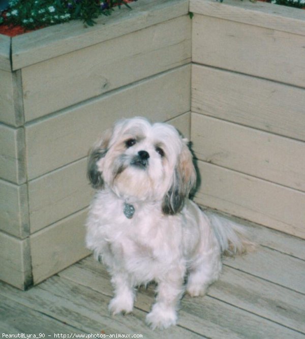 Photo de Shih tzu