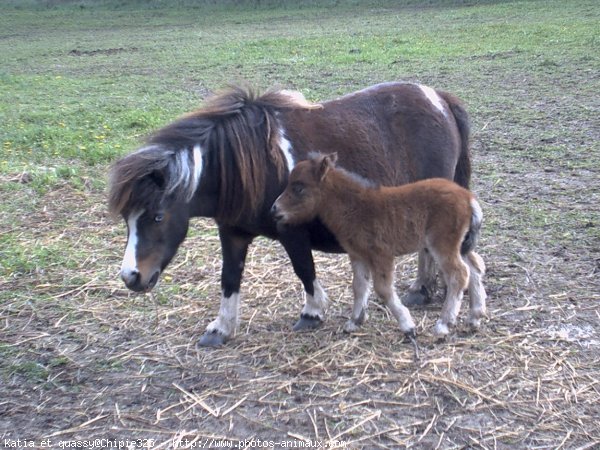 Photo de Shetland