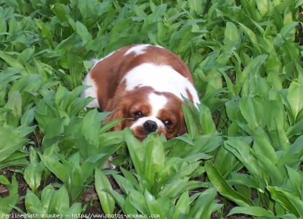 Photo de Cavalier king charles spaniel