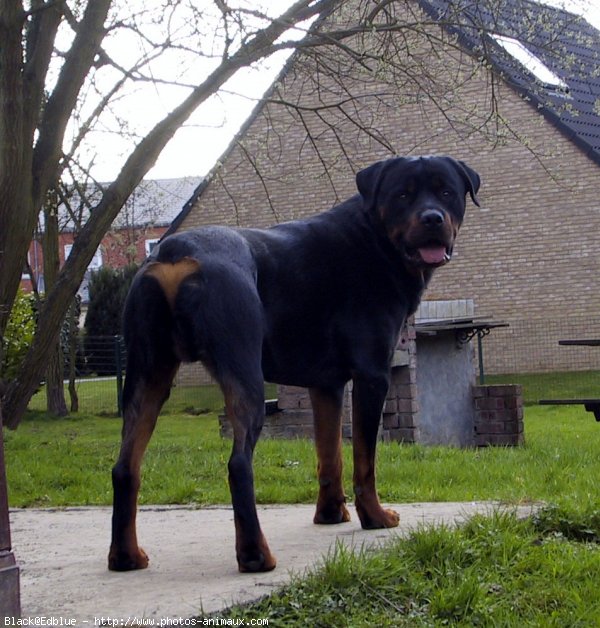 Photo de Rottweiler