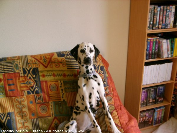 Photo de Dalmatien