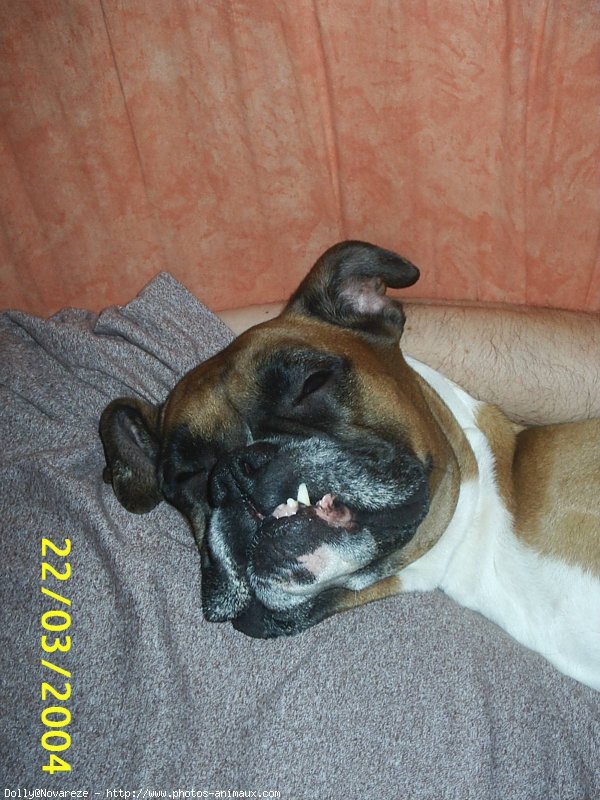 Photo de Boxer