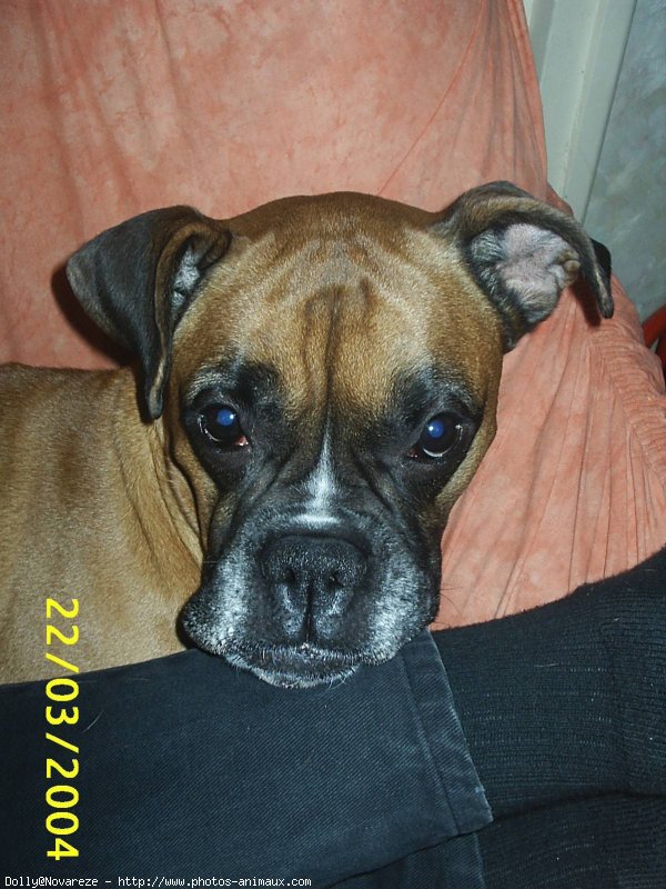 Photo de Boxer