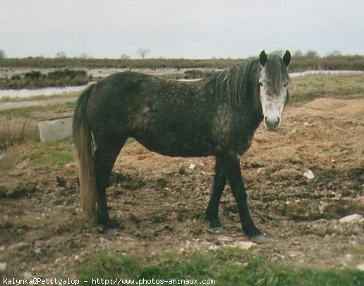 Photo de Poney franais de selle