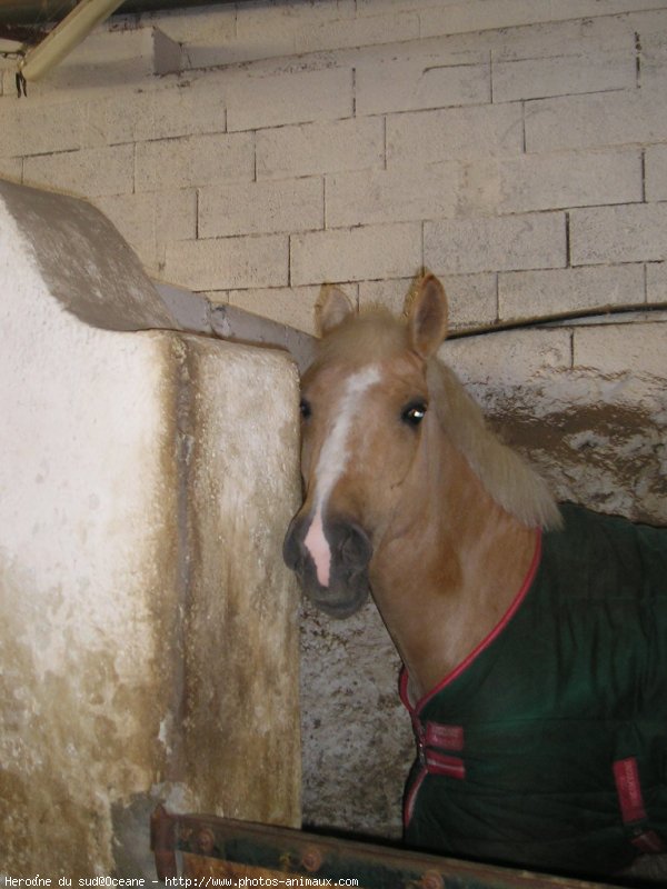 Photo de Poney franais de selle