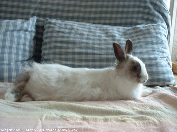 Photo de Lapin