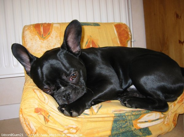 Photo de Bouledogue franais