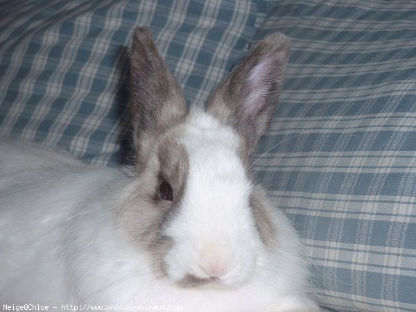 Photo de Lapin